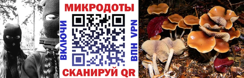 Псилоцибиновые грибы Psilocybine cubensis  Калининец 